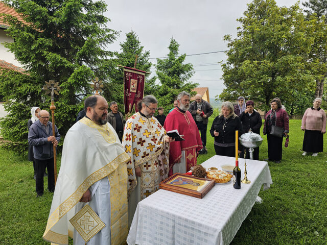 veliki crljeni_7 veliki crljeni